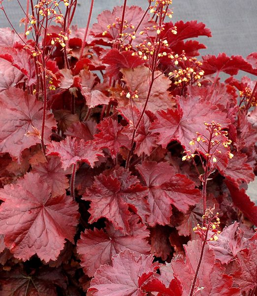 Heuchera 'Northern Exposure Red'